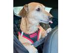 Adopt Charlie - So Ca a Dachshund