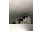 Adopt Lance a Domestic Long Hair