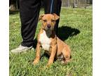 Adopt Ronan a Boxer, Mixed Breed