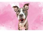 Adopt Dakota a Boston Terrier, Fox Terrier