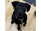 Adopt Adam (Orange) a Labrador Retriever, Mixed Breed