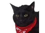 Adopt Toez a Domestic Short Hair