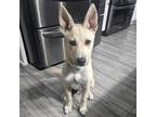 Adopt Charlie a Pit Bull Terrier
