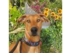 Adopt Garth a Rhodesian Ridgeback, Mixed Breed