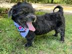Adopt Goober (Bonded to Peanut) a Shih Tzu