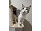 Adopt Bruce a Domestic Short Hair, American Bobtail