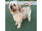 Adopt Coffee a Labrador Retriever, Poodle