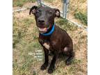 Adopt Samuel a Labrador Retriever