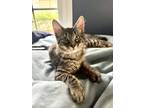 Adopt Clyde a Maine Coon, Domestic Medium Hair