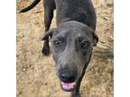 Adopt Otto a Labrador Retriever, Weimaraner