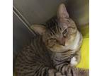 Adopt Cash a Domestic Short Hair