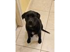 Adopt Little Green AKA Gator (L Baby Green) a Mountain Cur, Pit Bull Terrier