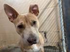 Adopt Apollo a Pit Bull Terrier