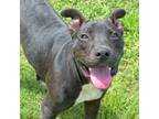 Adopt ONYX a Pit Bull Terrier, Labrador Retriever