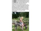 Standard Donkey