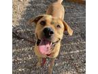 Adopt NALA a Mixed Breed, Mastiff