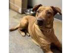 Adopt Piglet a Labrador Retriever