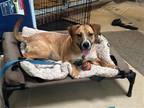 Adopt SANDY a Labrador Retriever, Mixed Breed