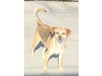 Adopt Katie a Terrier