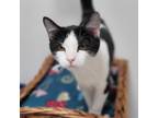 Adopt Esther a Domestic Short Hair