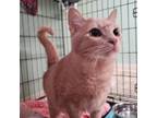 Adopt Queen Rosie a Domestic Short Hair