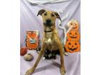 Adopt Pippa a Doberman Pinscher, Mixed Breed