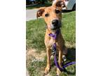 Adopt Posey a Doberman Pinscher, Mixed Breed