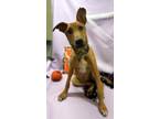 Adopt Pearl a Doberman Pinscher, Mixed Breed
