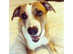 Adopt Juniper a Hound