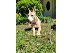 Adopt PINKY a Labrador Retriever, Siberian Husky