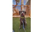 Adopt FRANKIE a Weimaraner, Mixed Breed