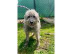 Adopt Koko a Poodle, Mixed Breed