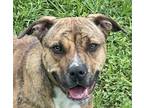 Adopt Precious a Pit Bull Terrier, Mixed Breed