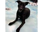 Adopt Calla a Black Labrador Retriever