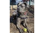 Adopt Phyllis a Mastiff, Mixed Breed
