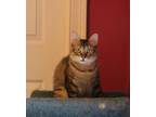 Adopt Ocean a Egyptian Mau, Persian