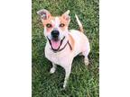 Adopt Meditation a Labrador Retriever, Terrier