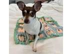 Adopt Sugarplum Sparkle a Rat Terrier