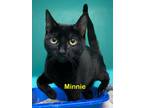 Adopt Minnie a Domestic Short Hair