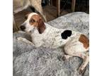 Adopt Sarah a Treeing Walker Coonhound