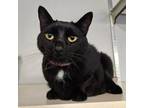 Adopt Chloe a American Shorthair