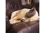 Adopt Ivy a American Staffordshire Terrier, Mixed Breed