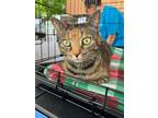 Adopt Carol a Domestic Short Hair