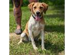 Adopt Bella a Hound, Pointer