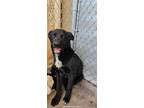 Adopt Beetle a Border Collie
