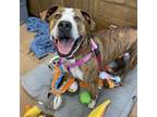 Adopt CARLTON a American Staffordshire Terrier