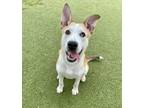Adopt PUDDING a Australian Shepherd, Mixed Breed