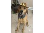 Adopt Cody a Golden Retriever, Labrador Retriever