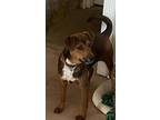 Adopt Oscar a Mountain Cur, Mixed Breed