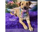 Adopt Tigger a Labrador Retriever